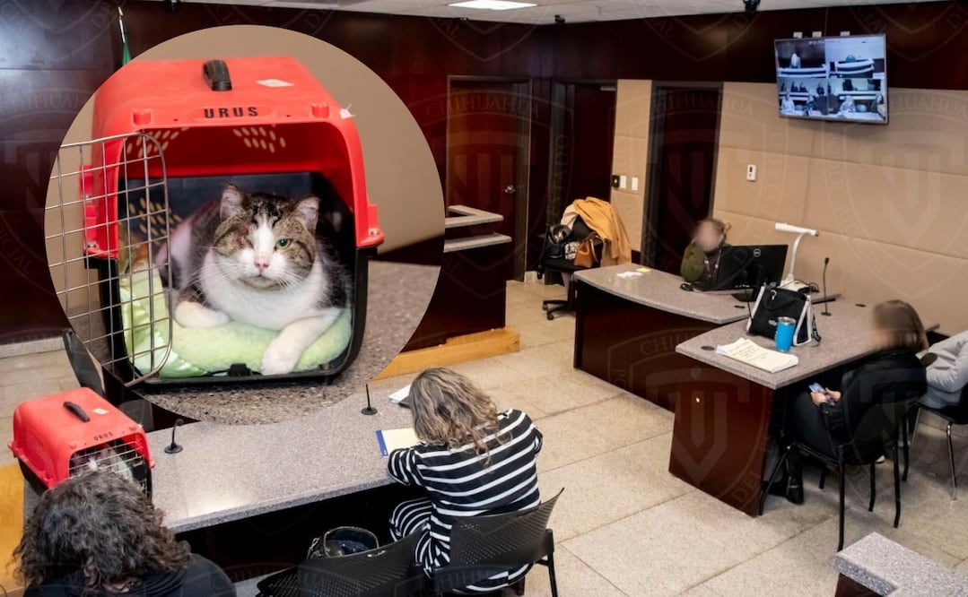 “Gatito” es un felino que hace más de un año sufrió graves lesiones ocasionadas por Alonso G.C, hoy se ha convertido en un símbolo de lucha en Chihuahua por asistir al juicio de su agresión. Foto: Especial