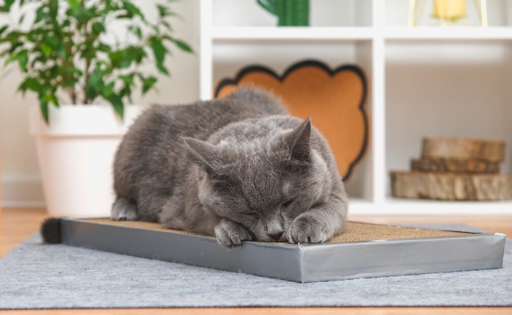 ¿Cómo evitar que tu gato arañe o dañe los muebles en tu casa? Descúbrelo aquí. Foto: Canva