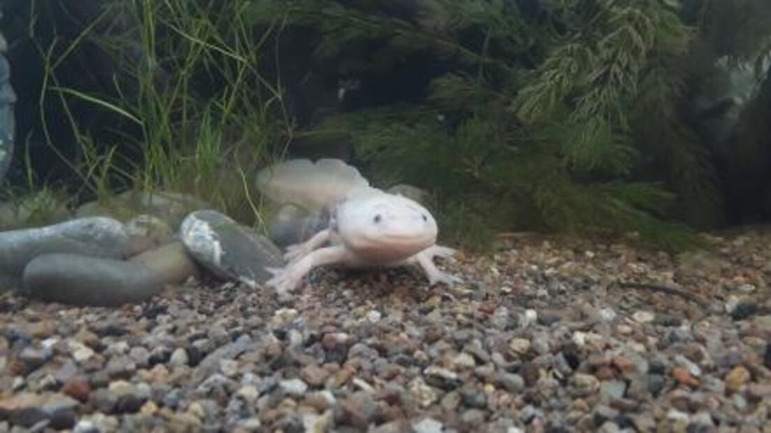 Podrás beber el agua con la que lavas los trastes con este invento mexicano
