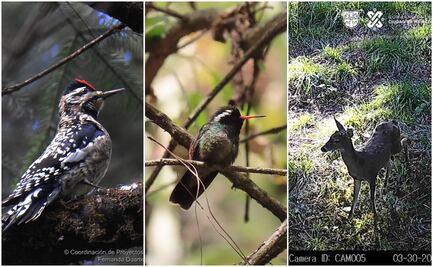 Suman más de 3 mil avistamientos de animales silvestres en el Desierto de los Leones