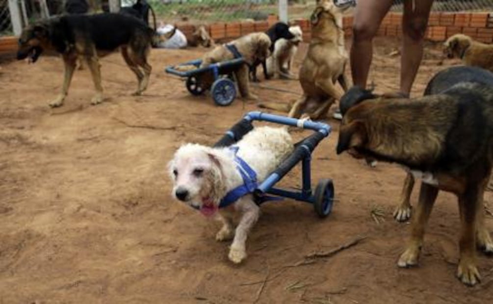 Mujer crea sillas de ruedas con basura para perros discapacitados en Paraguay