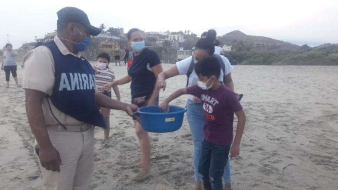 Libera Marina 44 crías de tortuga ‘golfina’ en Oaxaca