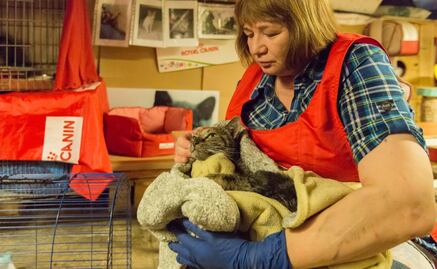 Salvan gatitos del Hermitage, su tesoro más valioso