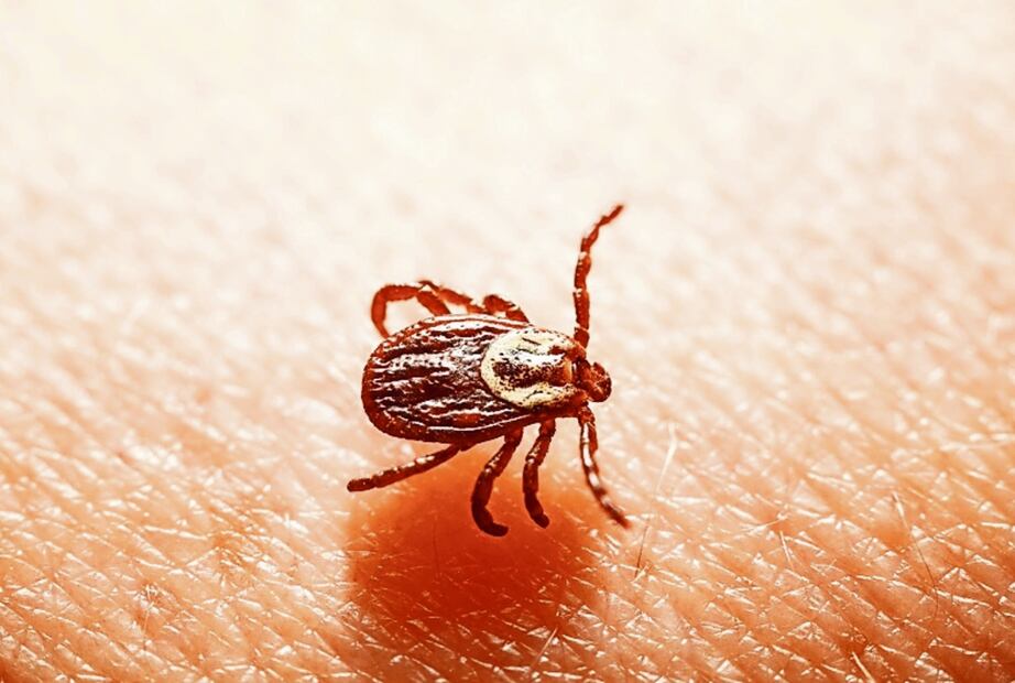 La mordedura de garrapata podría provocar la enfermedad de rickettsia. Foto: Archivo