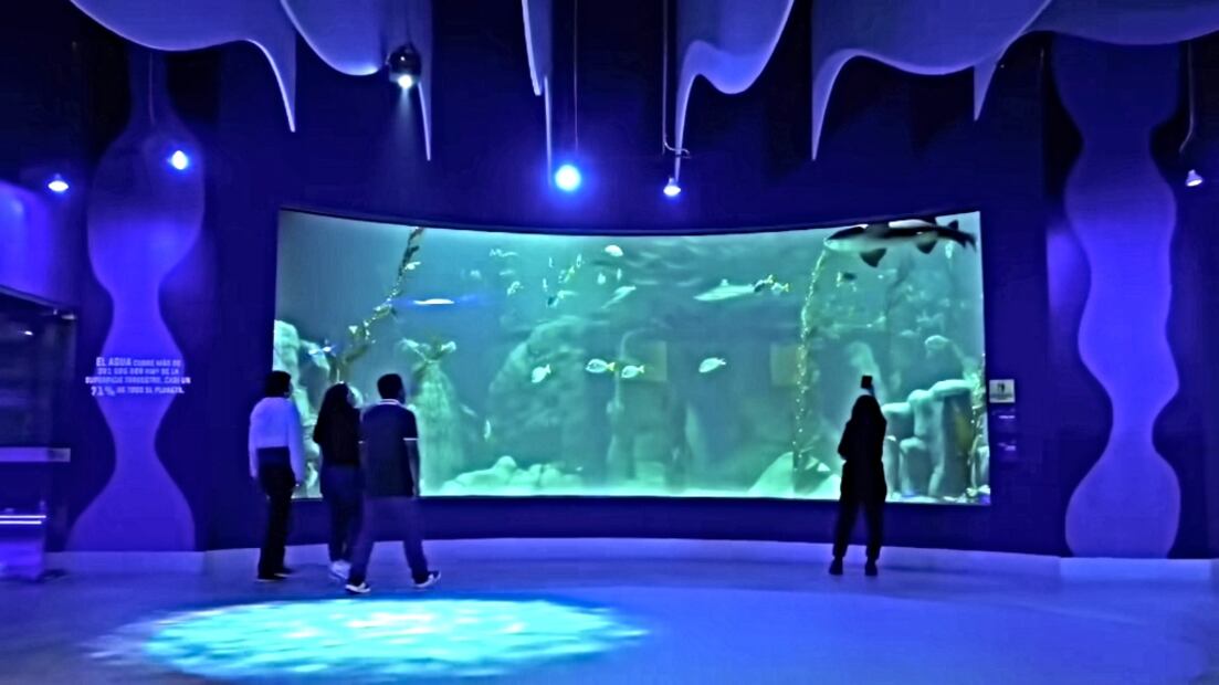 Foto: Acuario Michin