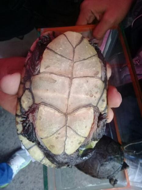 Aseguran cuatro tortugas en tianguis de Iztapalapa