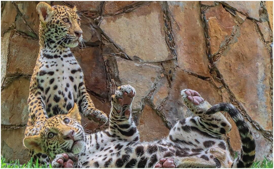 Mientras se determina cuándo será su traslado al Parque Ecológico Biósfera El Cielo, en Gómez Farías, podrán ser admirados en el zoológico de Ciudad Victoria este 18 de septiembre de 2024. Foto: Especial