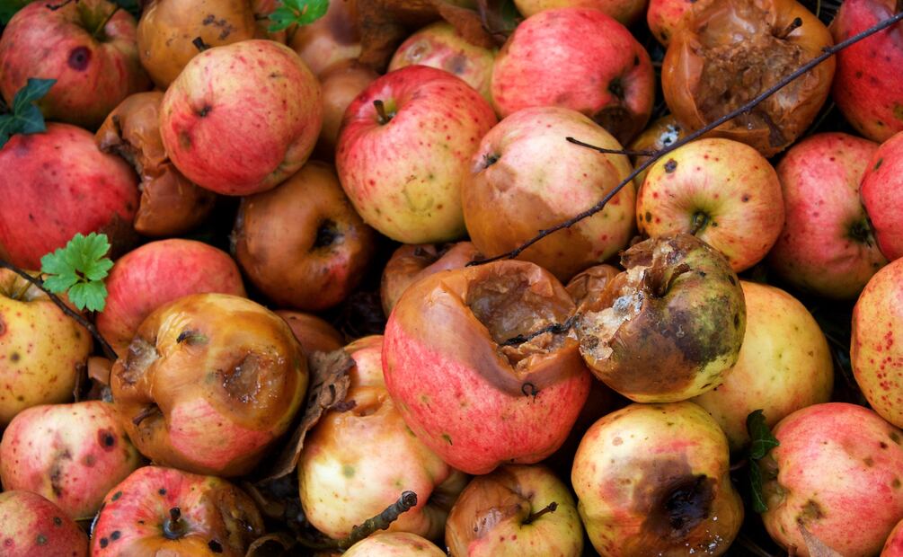 Un tercio de los alimentos que producimos en todo el mundo se pierde o se desperdicia.