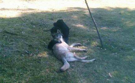 Lobo jugó con perros antes de ser asegurado en Aragón