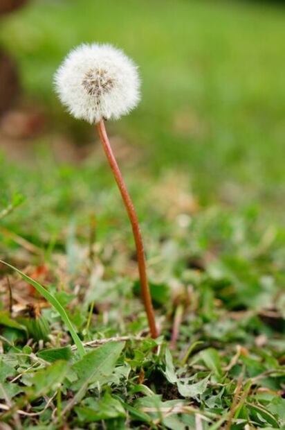 Diente de león para cuidar las piernas. Fuente: Freepik