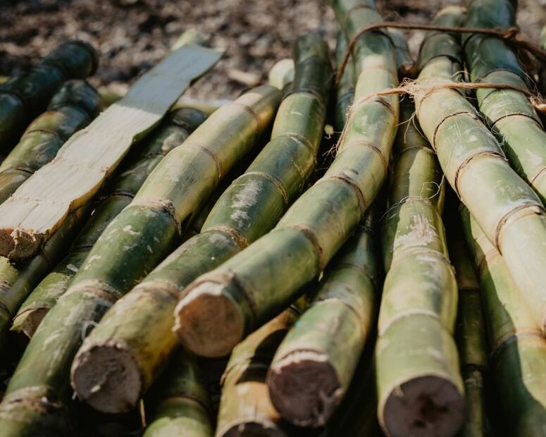 La caña debe consumirse con moderación debido a su contenido de azúcar. Foto: Freepik