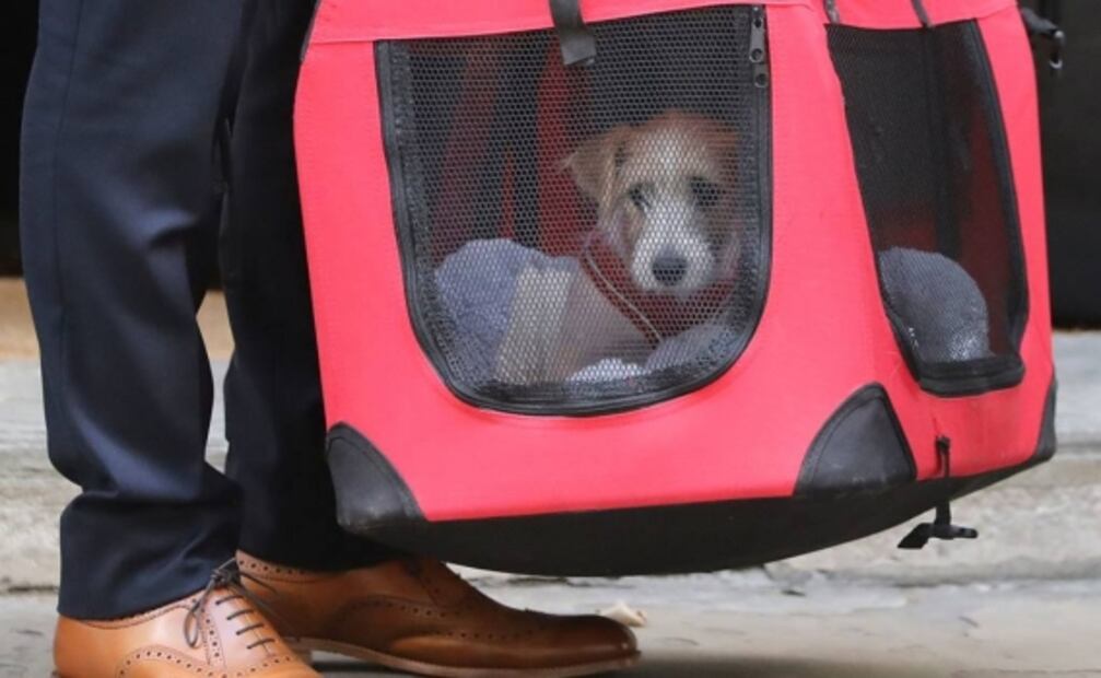 Primer ministro británico y su novia adoptan un cachorro rescatado