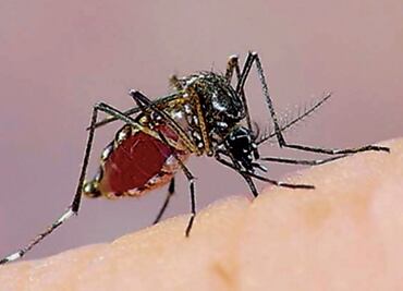 Obtienen patentes de insecticida contra mosquito del dengue