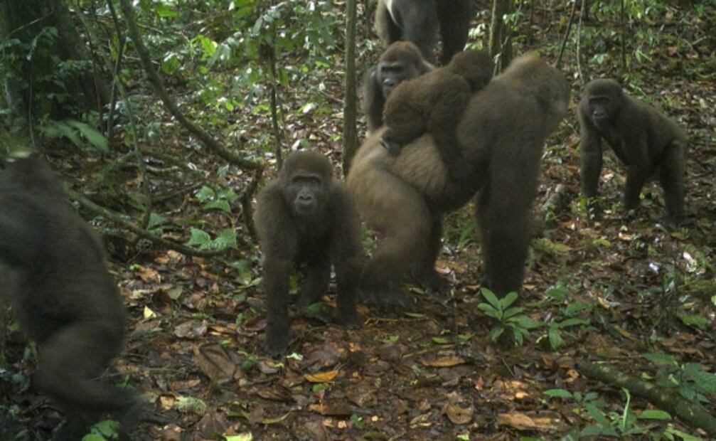 Captan en fotos a crías de una subespecie de gorilas que se creyó extinta 