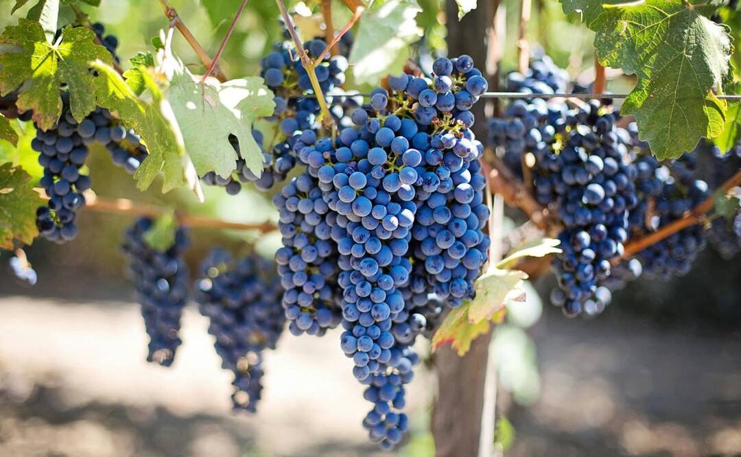 Uva Marselan. Foto: Pexels