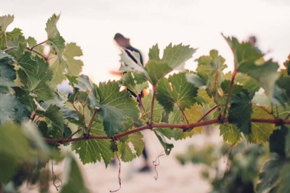 España está de fiesta con el día del Verdejo