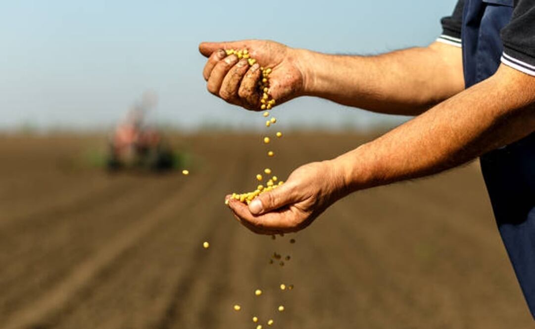 La industria de producción de semillas explicó que se falsifican las semillas usando incluso pintura y que se utilizan etiquetas apócrifas se mezclan insumos originales con piratas. Foto: iStock