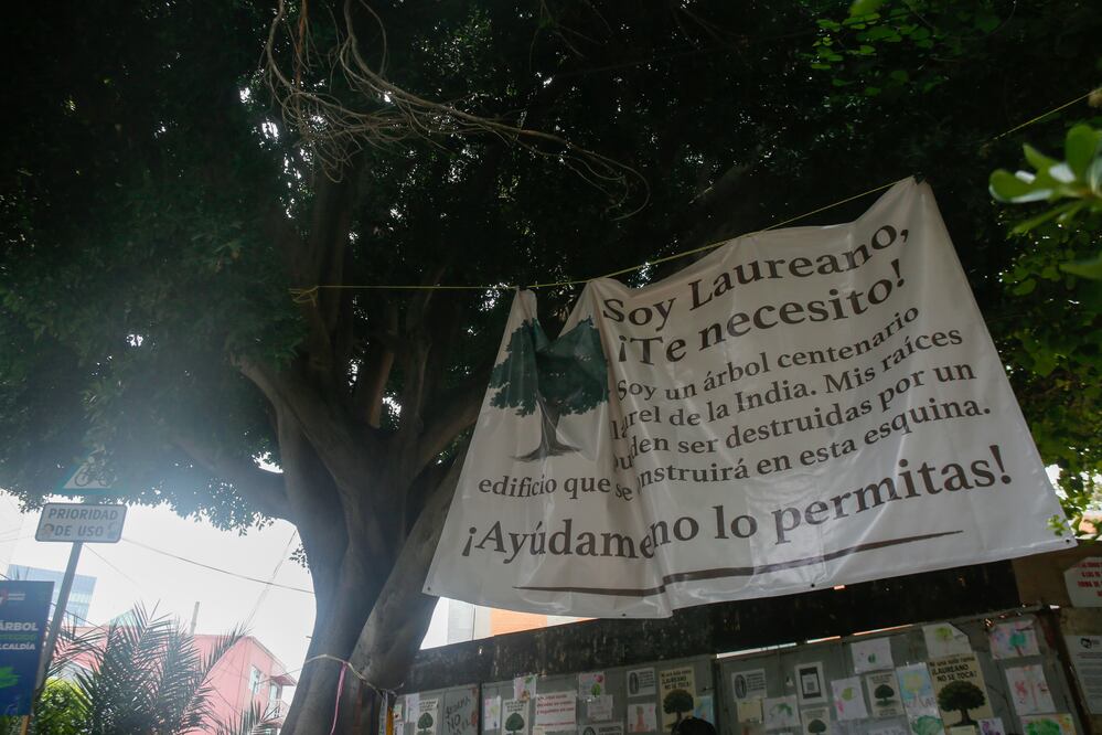 Vecinos de la colonia Tlacoquemécatl Del Valle pedirán a Clara Brugada, expropiar predio que está junto al árbol Laureano para garantizar su protección. (Foto: Darío Luna / El Universal)