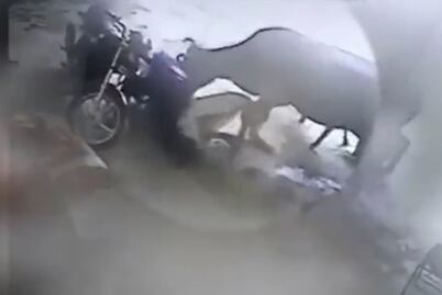 Vaca “rescata” a mujer de golpiza de su pareja