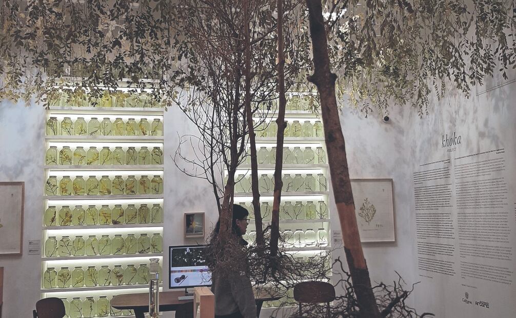 La sala del Museo de Arte Moderno de Medellín parece el estudio de la artista Susana Mejía y a la vez una especie de laboratorio en el que se coleccionan, estudian, conservan, cuelgan y exponen hojas secas de coca. Fotos: khoka project