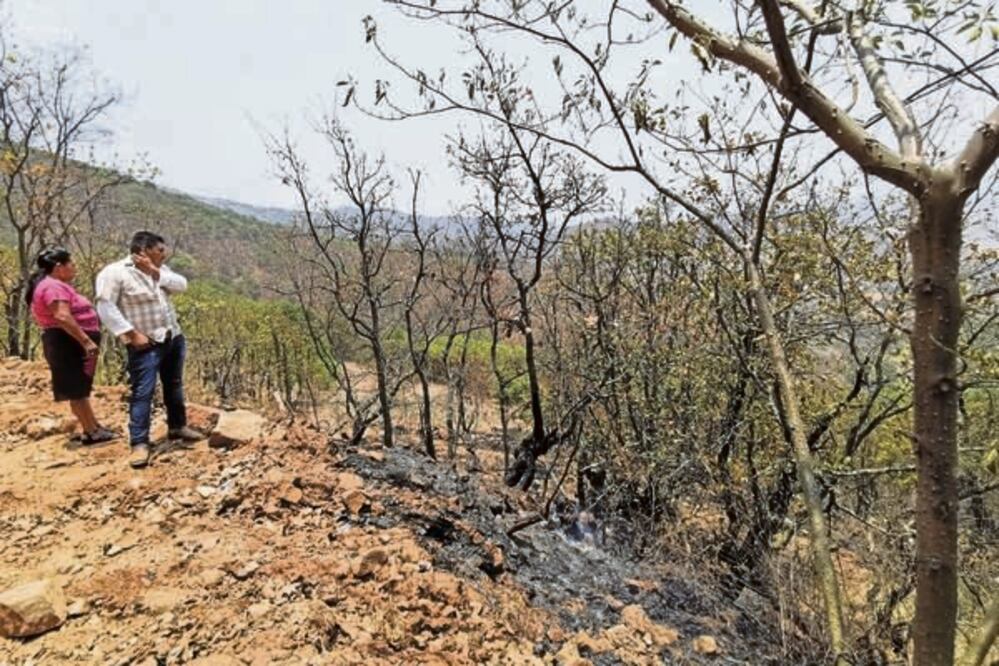 En el bosque de Santa Inés del Monte sólo quedan los restos de lo que fueron árboles de encino rojo y negro; la fauna también fue consumida por el fuego. EDWIN HERNÁNDEZ. EL UNIVERSAL