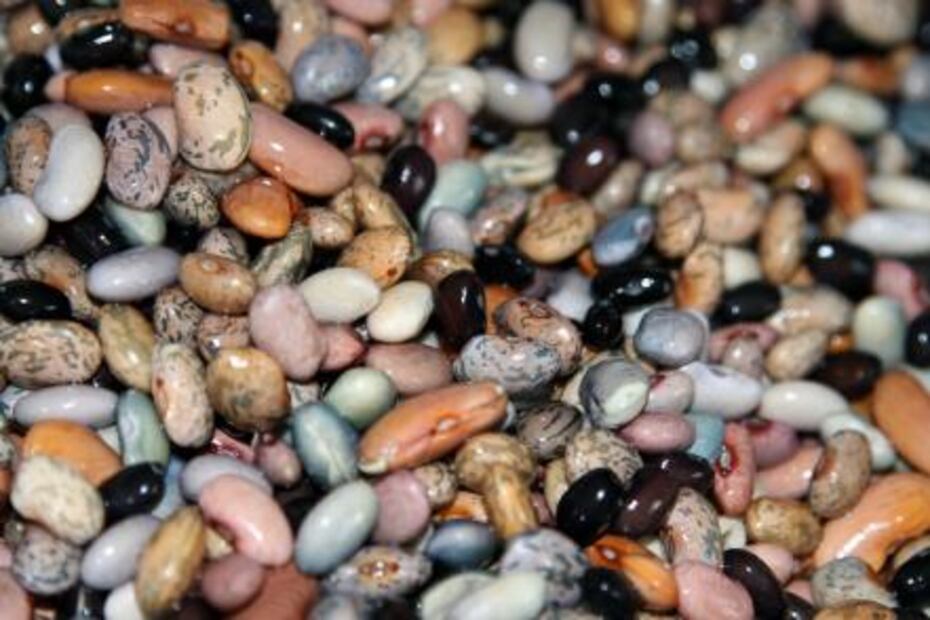 Frijoles, un manjar nutricional