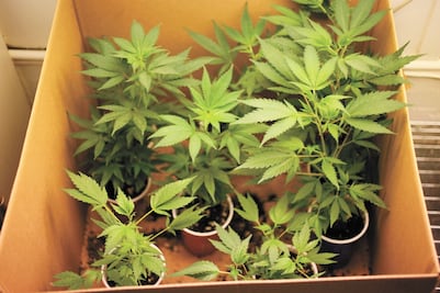 Instituto de cannabis requerirá presupuesto