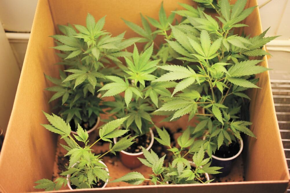 La nueva disposición permitirá la posesión en casa de hasta 20 plantas de marihuana para consumo personal. Foto/ARCHIVO EL UNIVERSAL