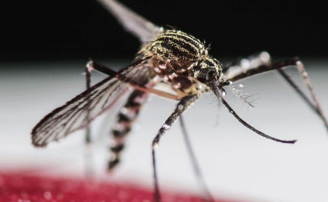 Hemorrhagic dengue can be deathly if not treated - Photo: Jeffrey Arguedas/EFE