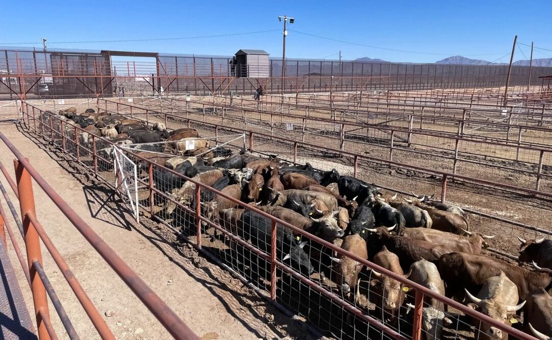 Frontera de EU con México fue cerrada al ganado mexicano tras plaga de gusano barrenador. Foto: Especial
