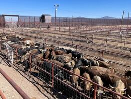 Sader y ganaderos del norte implementan programa de inspección al 100%; previenen expansión de gusano barrenador al norte de México