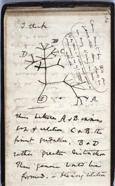 La Universidad de Cambridge llama a recuperar dos cuadernos de Darwin que da por robados