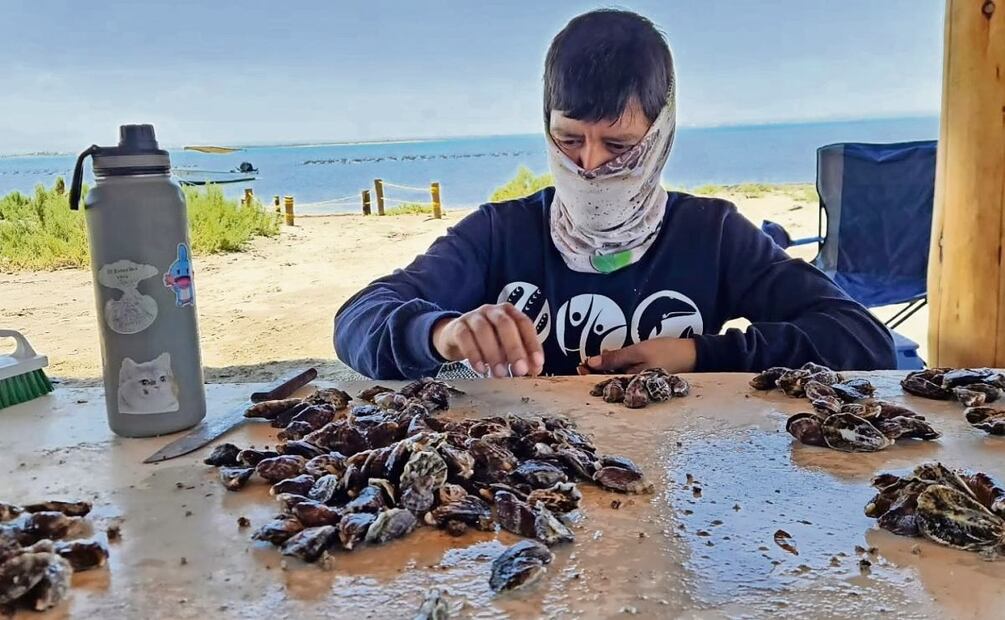 La UABCS les donó 50 mil semillas de ostión y las capacitó para el cultivo. Foto: Especial