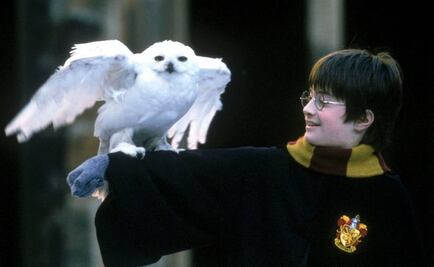 Se escapa lechuza en obra de "Harry Potter"
