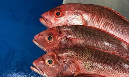 EU señala a México por daños ambientales; denuncia impacto en aguacate y pesca 