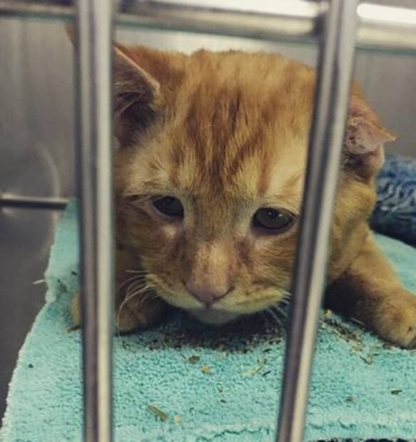 Mujer salva de morir al gato "más triste" del mundo