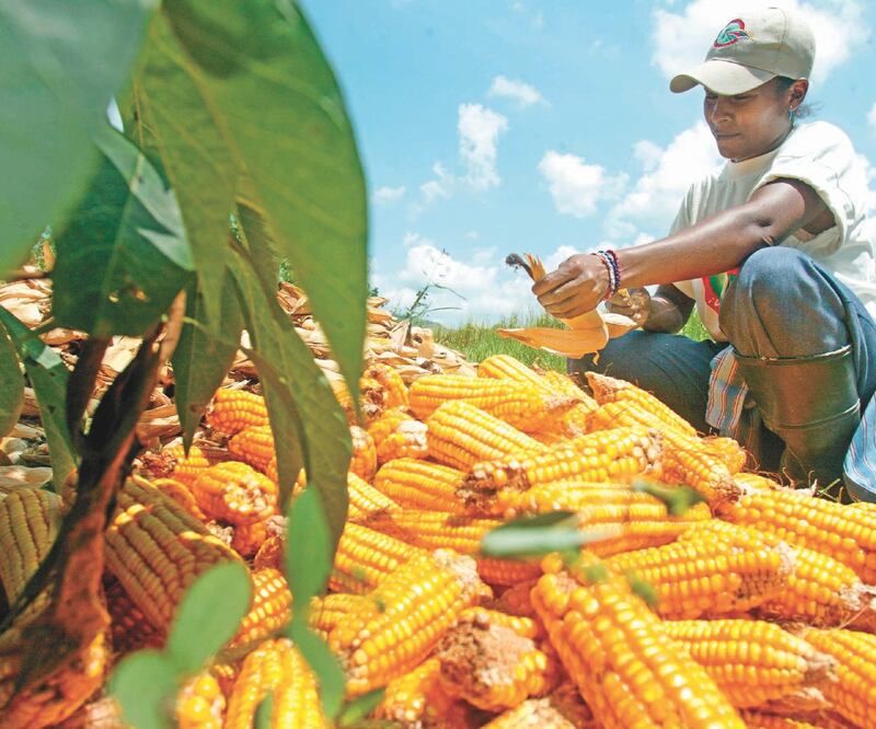 El valor de las importaciones de granos creció 22.6% en enero. Foto: ARCHIVO EL UNIVERSAL