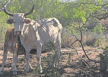 Sufren ganaderos por “temporada de vacas flacas”