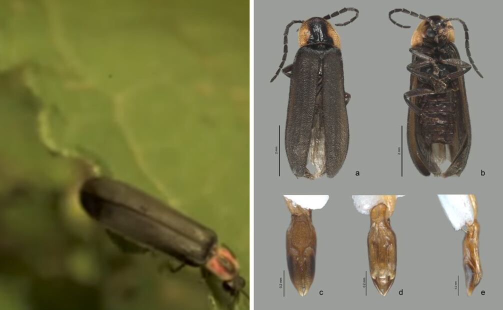 El hallazgo de la Pyropyga julietafierroae no solo enriquece la biodiversidad conocida de México, sino que también simboliza la conexión entre la ciencia, la naturaleza y el reconocimiento a figuras destacadas en la historia del país.
Foto: Captura de pantalla
