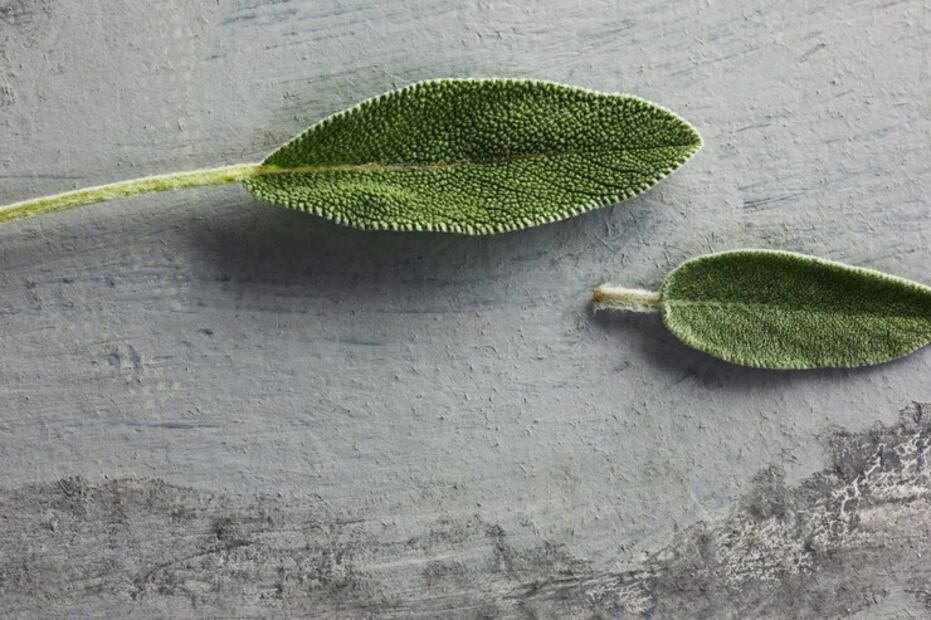 Una planta como repelente. Fuente: Freepik
