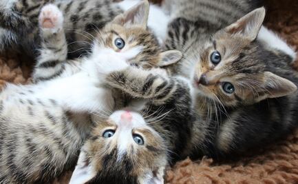 Día del Gato 2025: ¿por qué se celebra este 8 de agosto?; conoce la razón por la que se conmemora en tres fechas