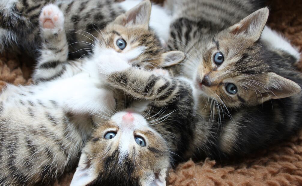 Conoce por qué se celebra hoy, 8 de agosto, el Día del Gato. Foto: Canva