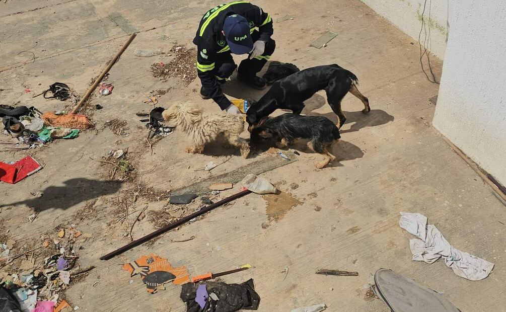 Los rescatistas acudieron a la vivienda en Ciudad Caucel, Yucatán, donde los canes se encontraban en situación vulnerable (11/02/2025). Foto: Especial