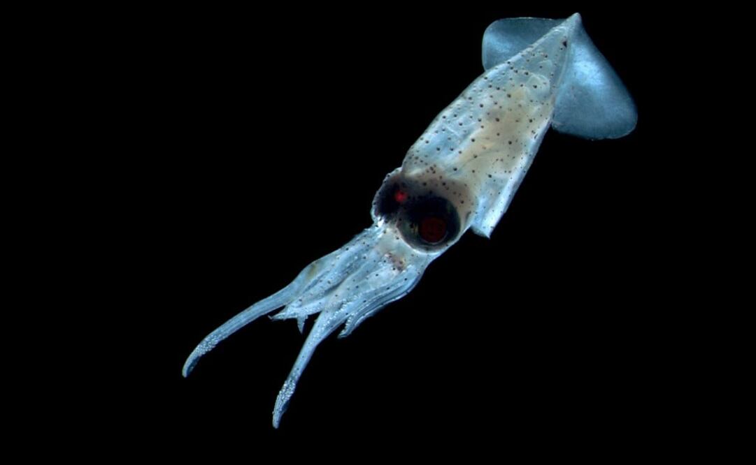 Not much is known about giant squids - Photo: Michael Aw/EFE