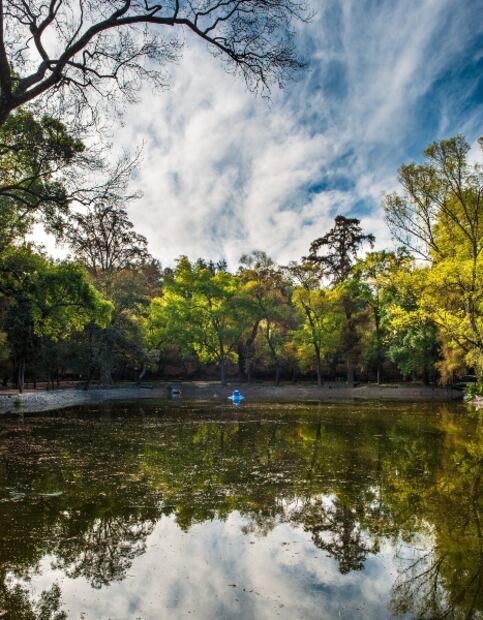 Bosques que puedes visitar en CDMX sin gastar mucho