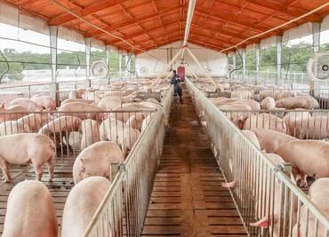 Ingresa a México primer cargamento de carne de cerdo alemana