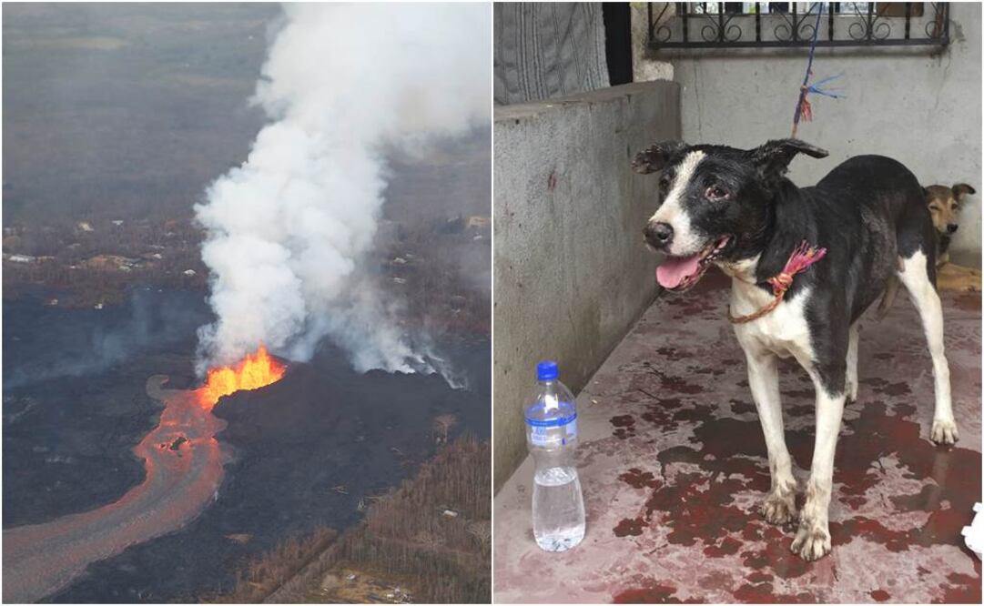 "Puede ser que este perro ya no tenga familia", dijo el bombero voluntario Sergio Vázquez. Fotos. Reuters y AP