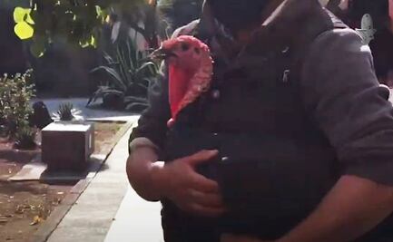 Muere Simón el “guajolote presidencial”; AMLO lo indultó en 2020