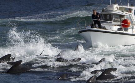 El enojo en las Islas Feroe por la matanza "récord" de más de mil 400 delfines en un día