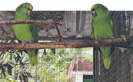 Pasean por Mérida 7 especies de loros